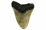 Fossil Megalodon Tooth - North Carolina #167035-2
